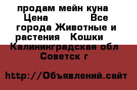 продам мейн куна › Цена ­ 15 000 - Все города Животные и растения » Кошки   . Калининградская обл.,Советск г.